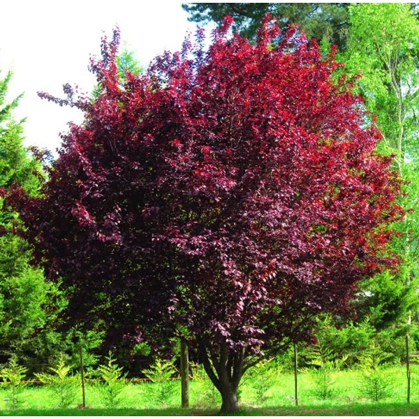 Vérszilva    PRUNUS CERASIFERA PISSARDII NIGRA 12/14 K45