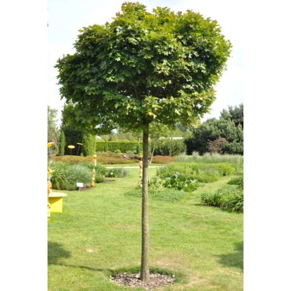 Mocsári gömb tölgy  QUERCUS PALUSTRIS GREEN DWARF T1/2 K30