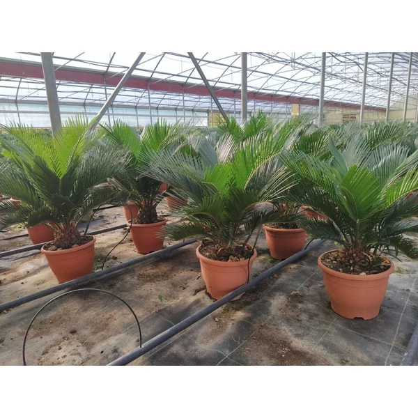 Szágópálma CYCAS REVULATA K5