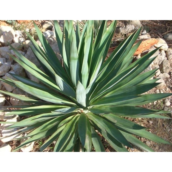Pompás pálmaliliom   YUCCA GLORIOSA K15