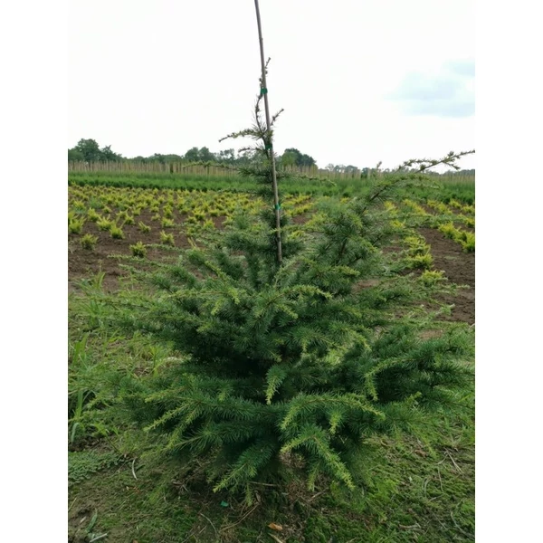 Törpe kék atlasz cédrus CEDRUS ATLANTICA NANA 80/100*