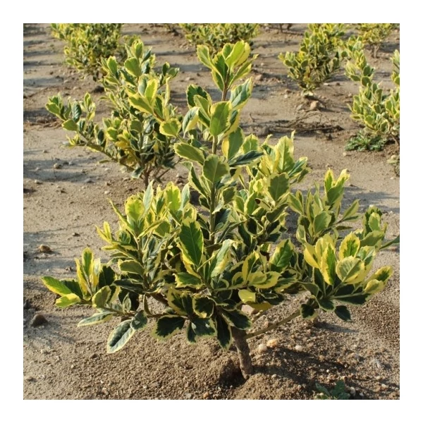 Nagylevelű magyal ILEX ALTACLERENSIS GOLDEN KING 20/40*