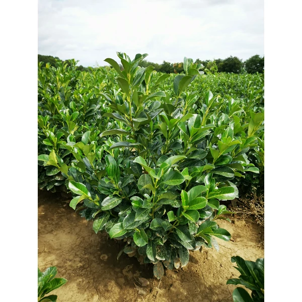 Közönséges babérmeggy PRUNUS LAUROCERASUS ETNA 60/80*