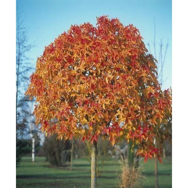 Amerikai ámbrafa   LIQUIDAMBAR STYRACIFLUA GUMBALL T1/2 20/25 K130