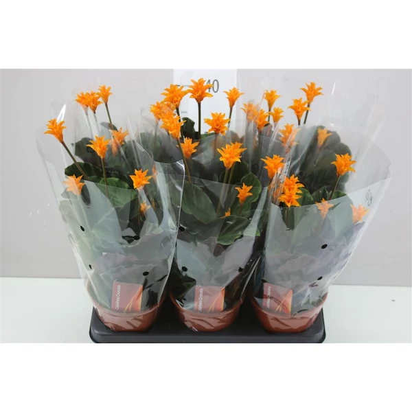 Sáfrányos zebralevél CALATHEA CROCATA CS14