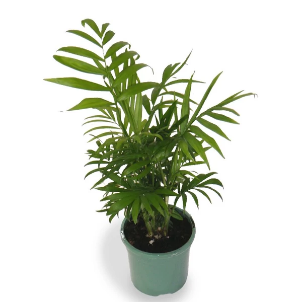 Gyompálma CHAMAEDOREA ELEGANS 80/90 K5