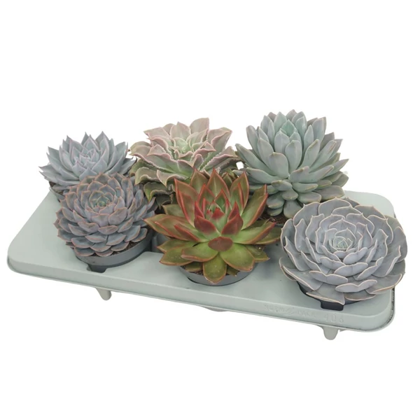 Fás kövirózsa ECHEVERIA FAJTÁK CS12