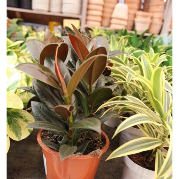 Nagylevelű fikusz FICUS ELASTICA BELIZE CS19
