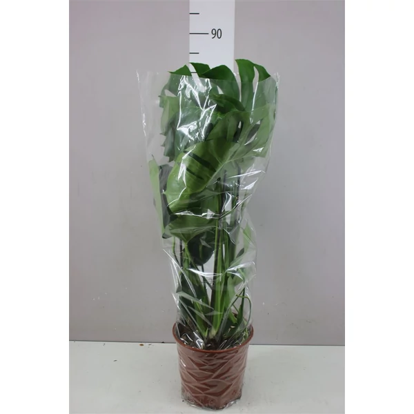 Könnyezőpálma MONSTERA DELICIOSA CS21