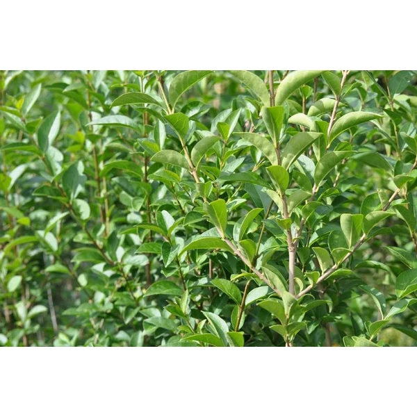 Arany télizöld fagyal  LIGUSTRUM OVALIFOLIUM LEMON AND LIME 30/40 CS21