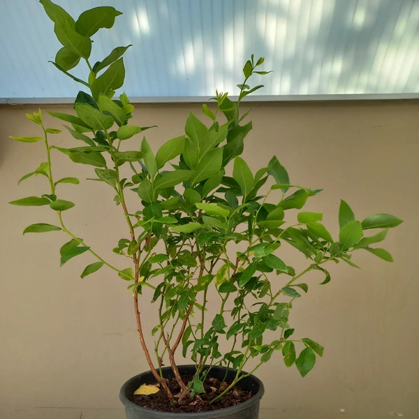 Kék áfonya VACCINIUM CORYMBOSUM BLUECROP 40/60 K5