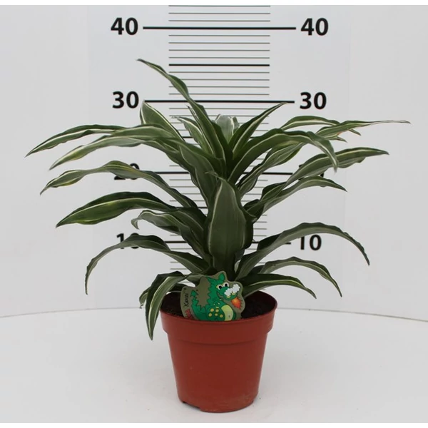 Sárkányfa DRACAENA FAJTÁK