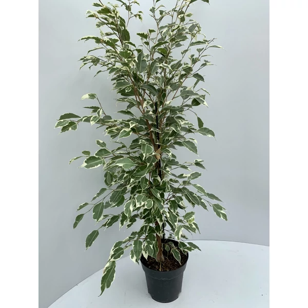 Szobai fikusz FICUS FAJTÁK CS27