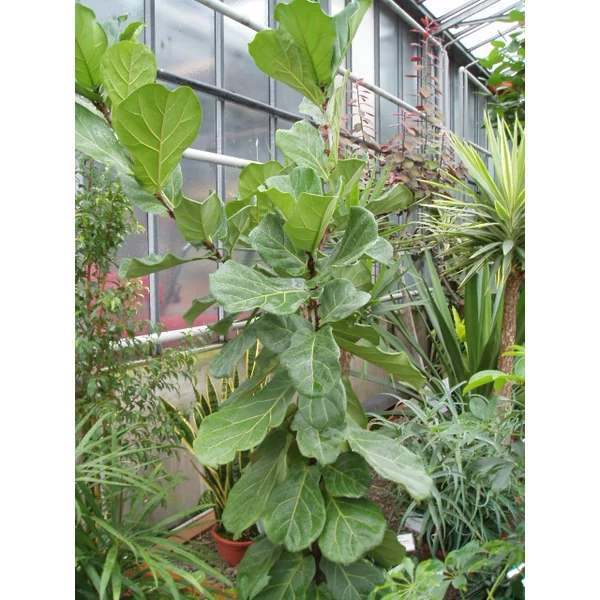 Lantlevelű fikusz FICUS LYRATA CS12