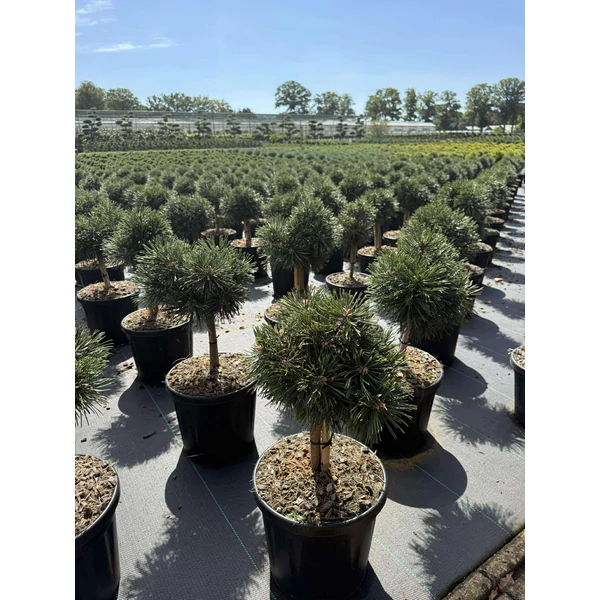 Hosszútűjű gömb feketefenyő PINUS NIGRA GREEN PEARL T20 B20/25 K8