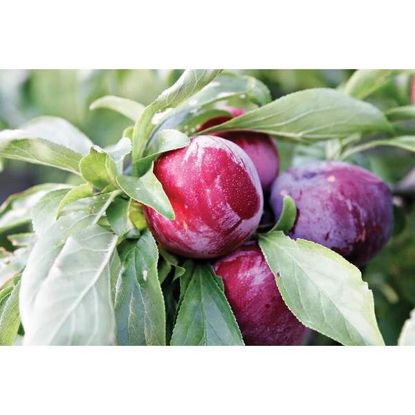 Santa Rosa japán szilva PRUNUS SALICINA SANTA ROSA SZGY