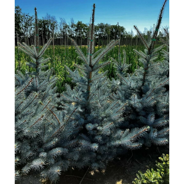 Szúrós luc (ezüstfenyő) PICEA PUNGENS EDITH 80/100*