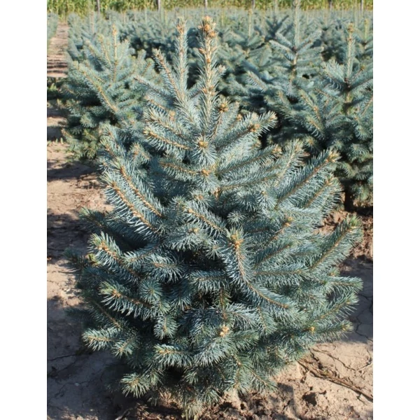 Ezüstfenyő PICEA PUNGENS SUPER BLUE SEEDLING 60/80*