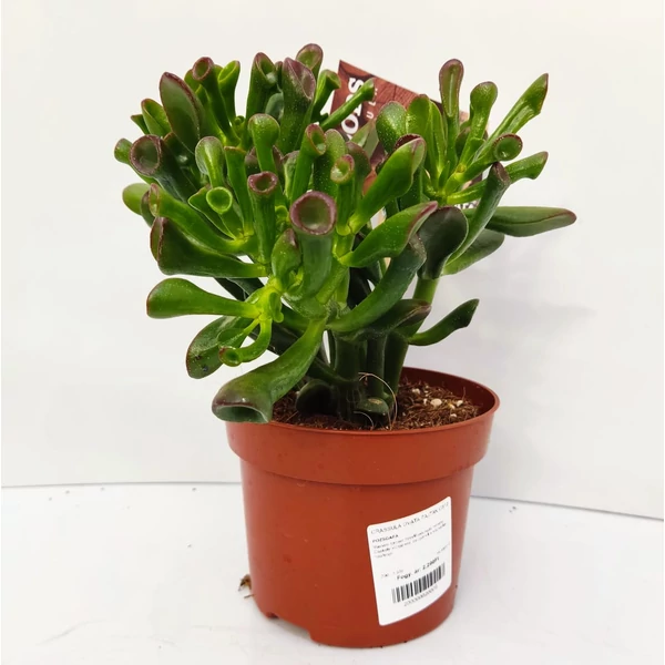 Pozsgafa CRASSULA OVATA FAJTÁK CS12