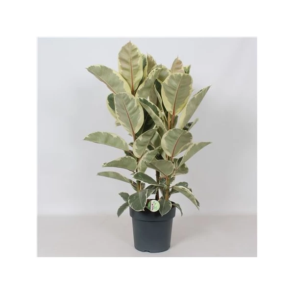Nagylevelű fikusz FICUS ELASTICA TINEKE 3 NÖVÉNY CS27