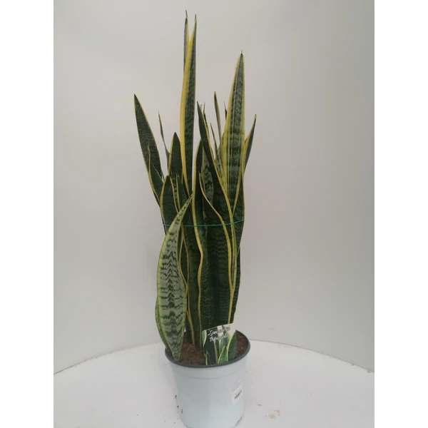  Anyósnyelv SANSEVIERIA SUPERBA K3
