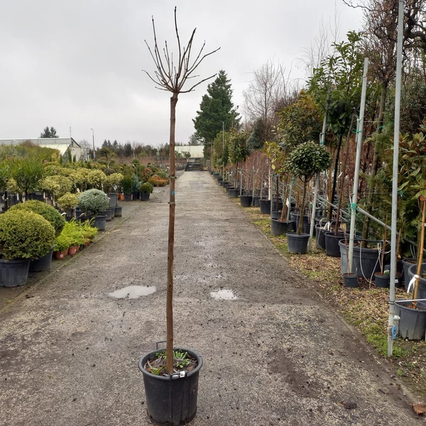 Gömb szivarfa   CATALPA BIGNONIOIDES NANA T180 6/8 K30