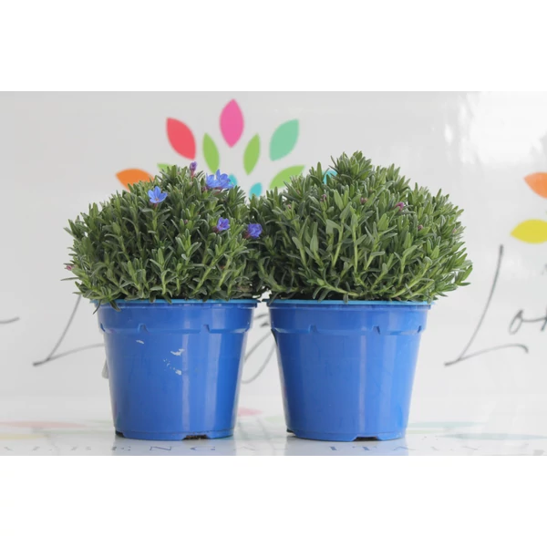 Kőmagcserje   LITHODORA DIFFUSA HEAVENLY BLUE K1,5