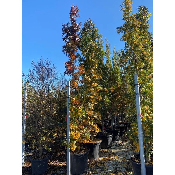 Amerikai ámbrafa   LIQUIDAMBAR SLENDER SILHOUETTE 400/450 K130