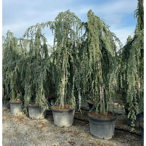 Kék csüngő atlasz cédrus CEDRUS ATLANTICA GLAUCA PENDULA 300/350 K130