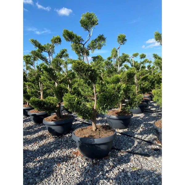 Arany lombú leyland ciprus CUPRESSOCYPARIS LEYLANDII CASTLEWELLAN GOLD BONSAI S FORMA 120/140 BONSAI TÁLBAN K25