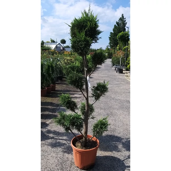 Leyland ciprus  CUPRESSOCYPARIS LEYLANDII POM-PON 140/160 K25