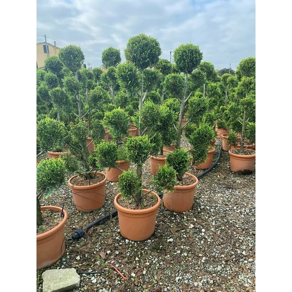 Arany lombú leyland ciprus CUPRESSOCYPARIS LEYLANDII CASTLEWELLAN GOLD POM-PON 120/+ K18