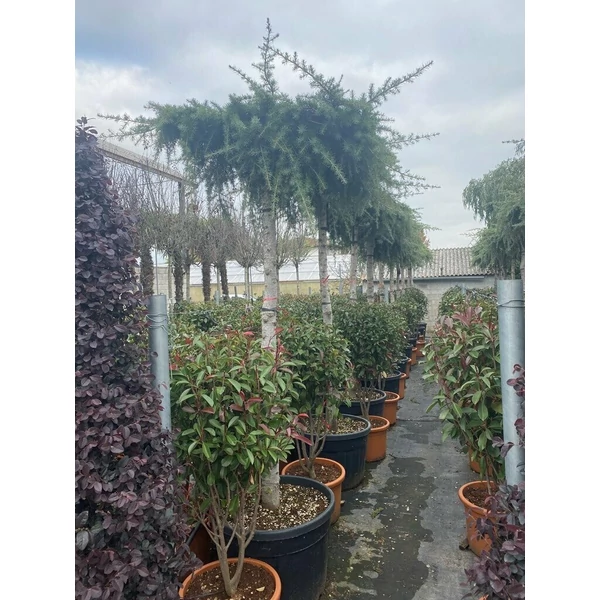 Csüngő himalájai cédrus  CEDRUS DEODARA PENDULA TETŐ FORMA T180/200 K180