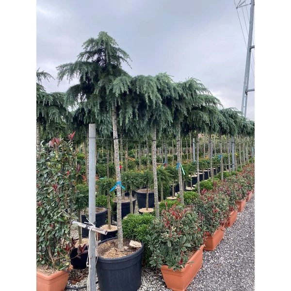 Kék terülő himalájai cédrus CEDRUS DEODARA FEELIN BLUE T200 16/18 K90