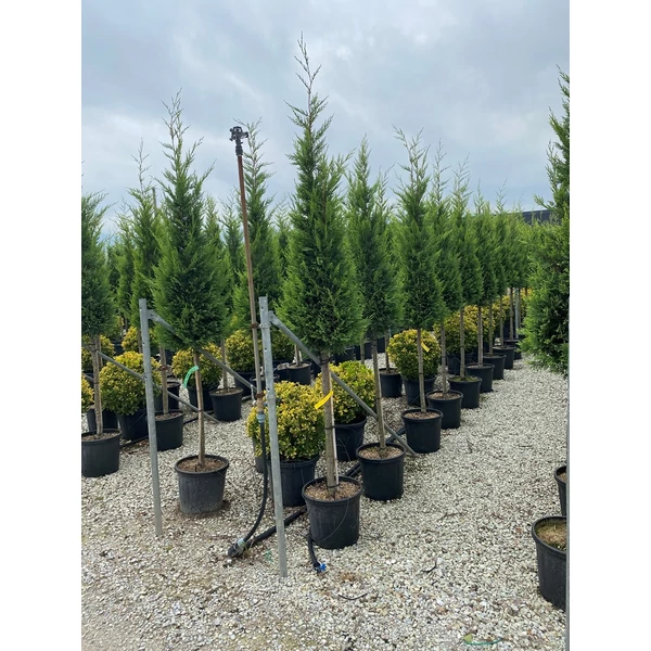 Arany lombú leyland ciprus CUPRESSOCYPARIS LEYLANDII CASTLEWELLAN GOLD T1/2 KÚP K25