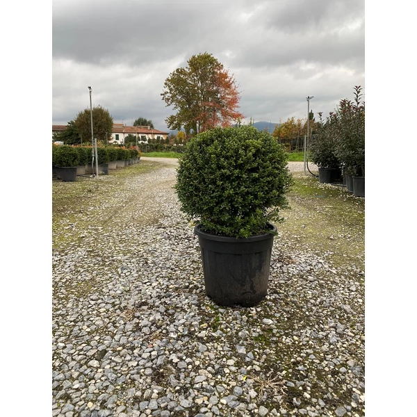 Magyal    ILEX CRENATA GREEN EDGE GÖMB K15