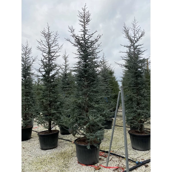 Kék atlasz cédrus  CEDRUS ATLANTICA GLAUCA 350/400 K180