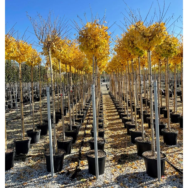Páfrányfenyő    GINKGO BILOBA HORIZONTALIS T200 10/12 K30