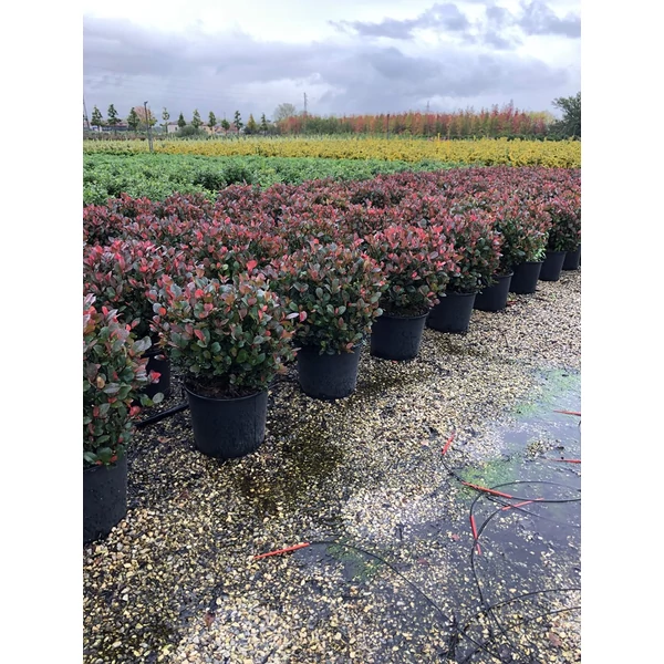 Örökzöld korallberkenye   PHOTINIA FRASERI LITTLE RED ROBIN GÖMB K15