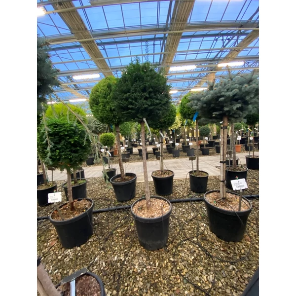 Közönséges tiszafa   TAXUS BACCATA T1/2 K30