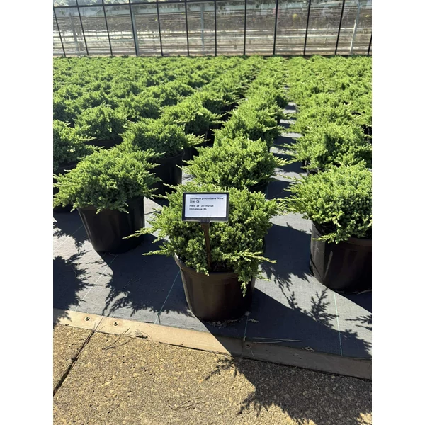 Japán törpeboróka   JUNIPERUS PROCUMBENS NANA 30/40 K8