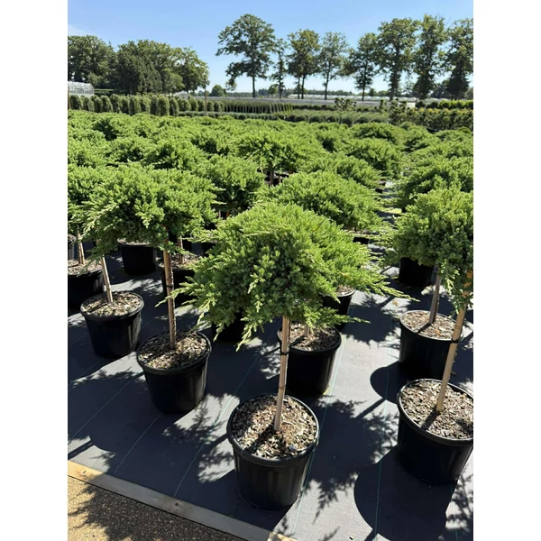 Japán törpeboróka   JUNIPERUS PROCUMBENS NANA T60 K15
