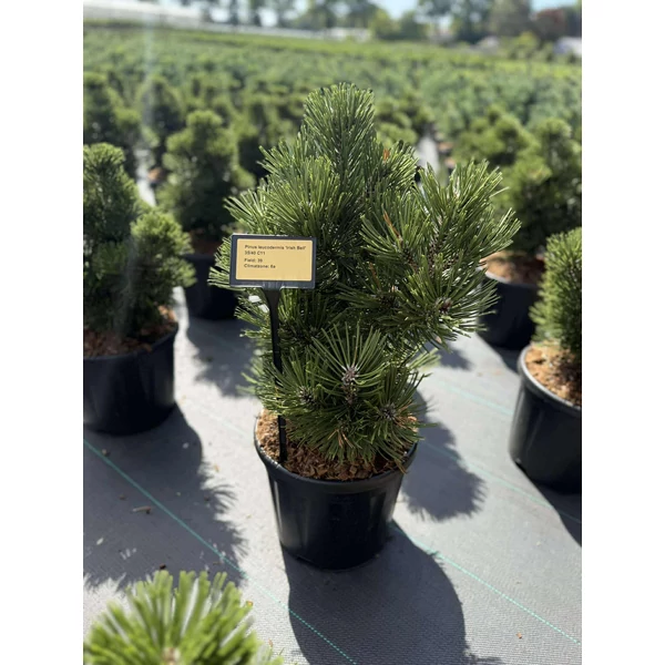 Páncélfenyő PINUS LEUCODERMIS IRISH BELL 35/40 K11