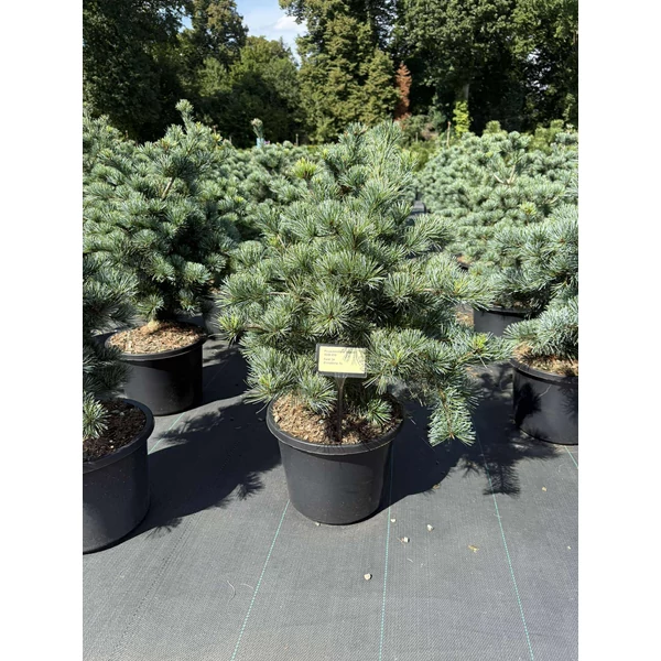 Japán fehérfenyő   PINUS PARVIFLORA NEGISHI 50/60 K12