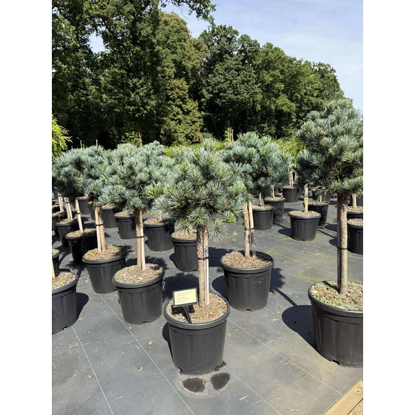 Japán fehérfenyő PINUS PARVIFLORA NEGISHI T40 35/40 K18 