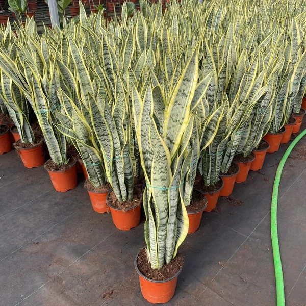 Anyósnyelv SANSEVIERIA 50CM ZÖLD CSERÉPBEN K3