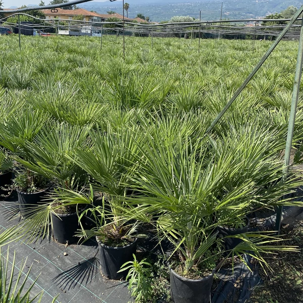 Kínai kenderpálma CHAMAEROPS EXCELSA K12