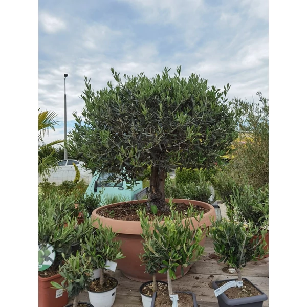 Olajfa    OLEA EUROPAEA GOMBA FORMA BONSAI TÁLBAN