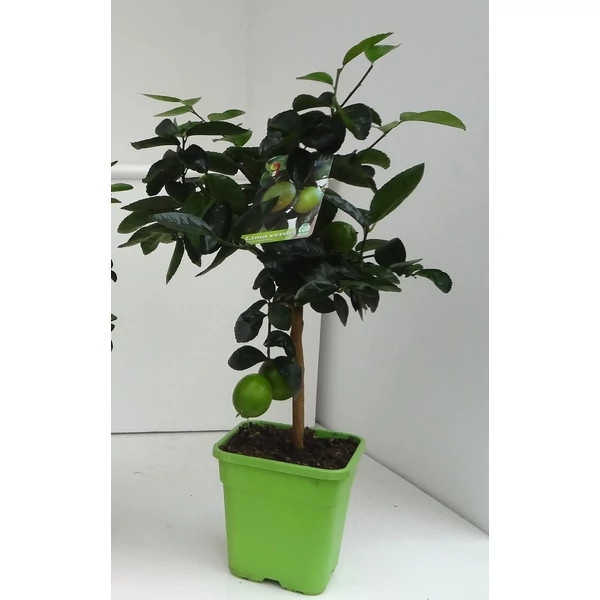 Lime, zöld citromCITRUS LIME VERDE T1/4 65CM K5 (ZÖLD SZÖGLETES CSERÉP)