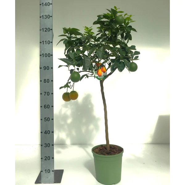 Édes narancs CITRUS ARANCIO T1/2 K12